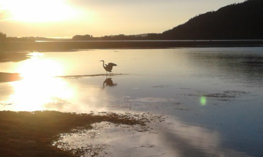 "Heron About to Take Flight" photo by Bea Garth, copyright 2016