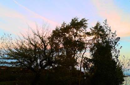 Tangled Black Trees in Front of Sunset photo by Bea Garth copyright 2016